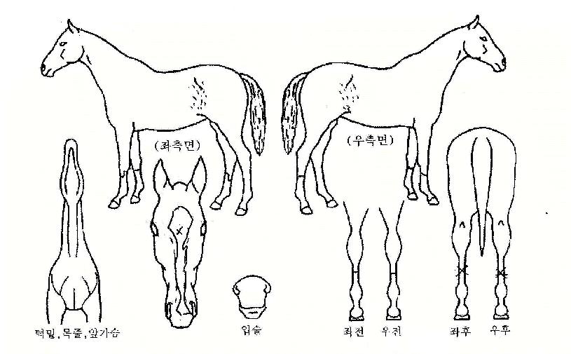 ������� ����,���,�޸�,�λ�,�ٸ��� Ư¡����