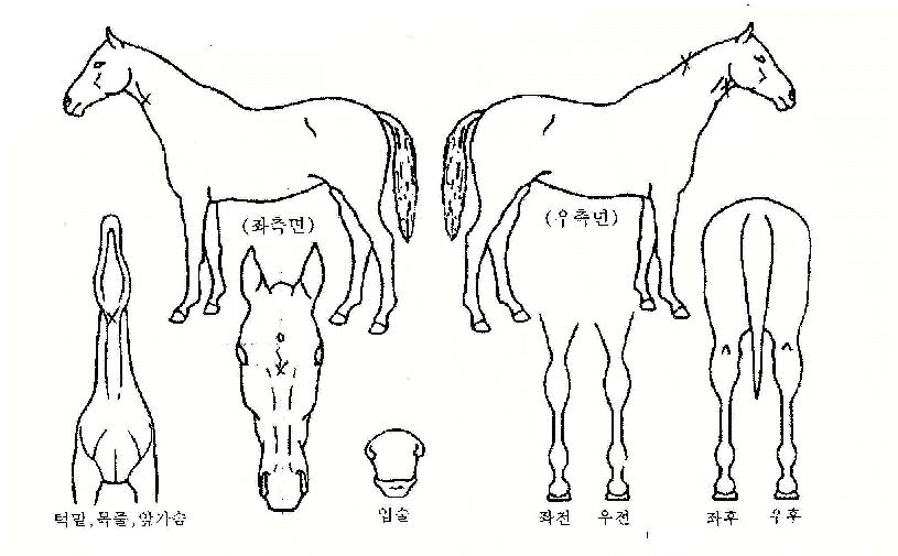 �¸��������� ����,���,�޸�,�λ�,�ٸ��� Ư¡����