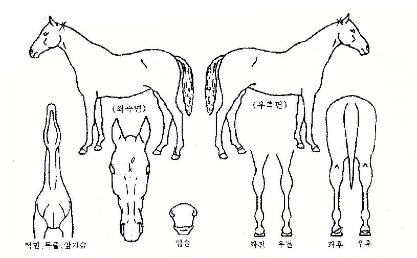 Ž������ ����,���,�޸�,�λ�,�ٸ��� Ư¡����