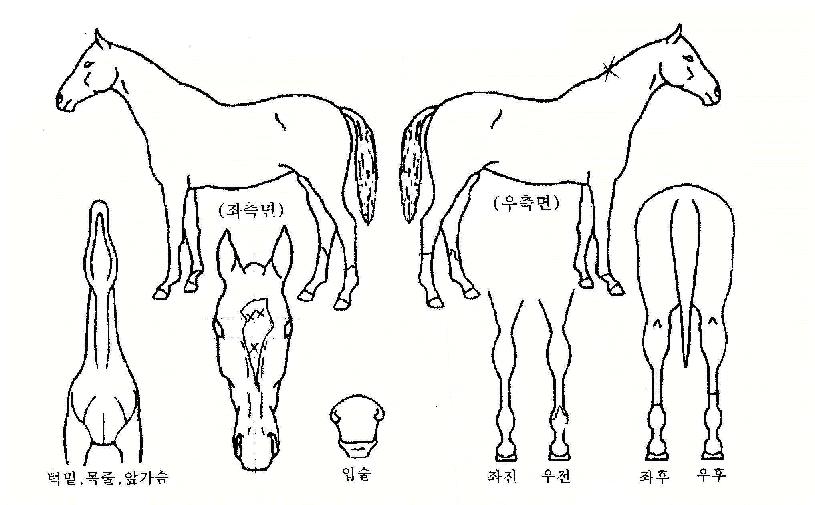 �������̾�Ʈ�� ����,���,�޸�,�λ�,�ٸ��� Ư¡����