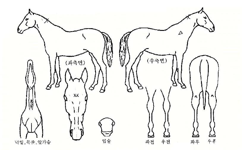 ¸ÚÁø±×´ëÀÇ Ãø¸é,¿ì¸é,µÞ¸é,µÎ»ó,´Ù¸®ÀÇ Æ¯Â¡µµÇØ