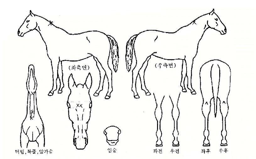 Ȩ������ ����,���,�޸�,�λ�,�ٸ��� Ư¡����