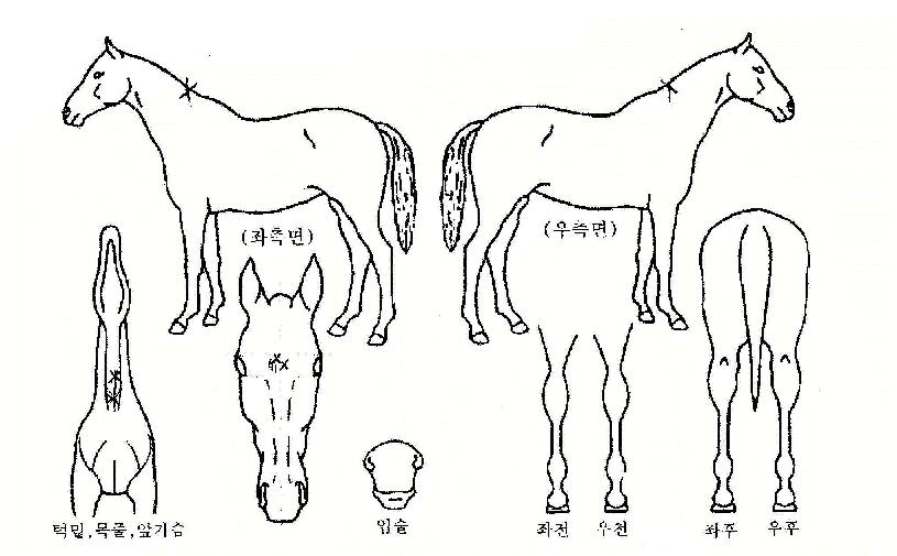 �漮���� ����,���,�޸�,�λ�,�ٸ��� Ư¡����