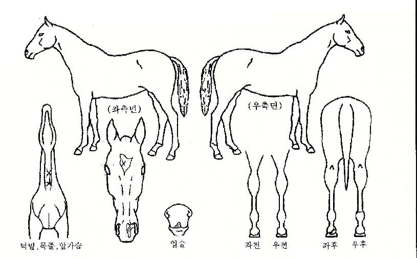 �ſ����� ����,���,�޸�,�λ�,�ٸ��� Ư¡����