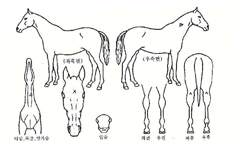 Àå¾È»çÀÇ Ãø¸é,¿ì¸é,µÞ¸é,µÎ»ó,´Ù¸®ÀÇ Æ¯Â¡µµÇØ