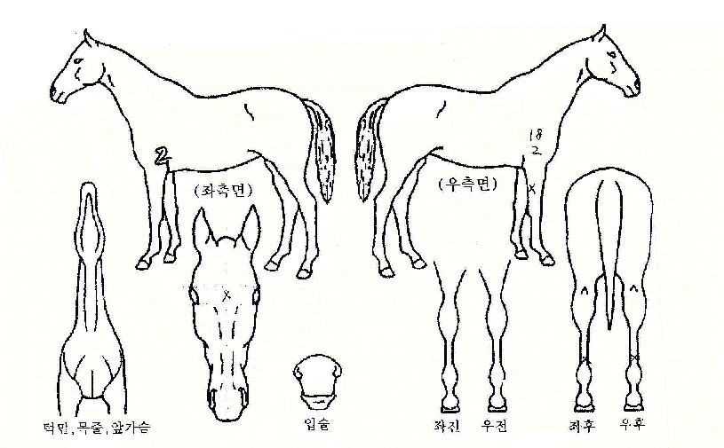 ±×¸°Å¸À̰ÅÀÇ Ãø¸é,¿ì¸é,µÞ¸é,µÎ»ó,´Ù¸®ÀÇ Æ¯Â¡µµÇØ