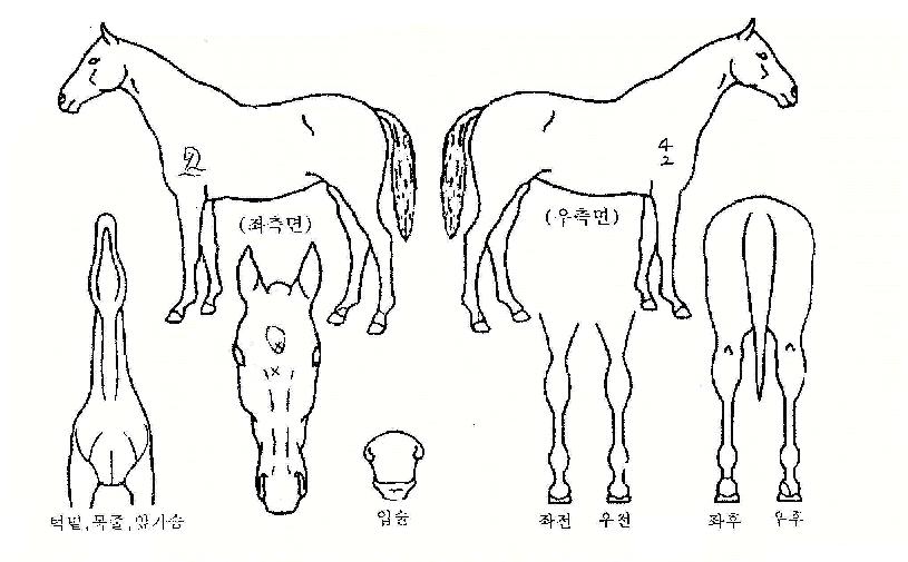 ���ں��� ����,���,�޸�,�λ�,�ٸ��� Ư¡����