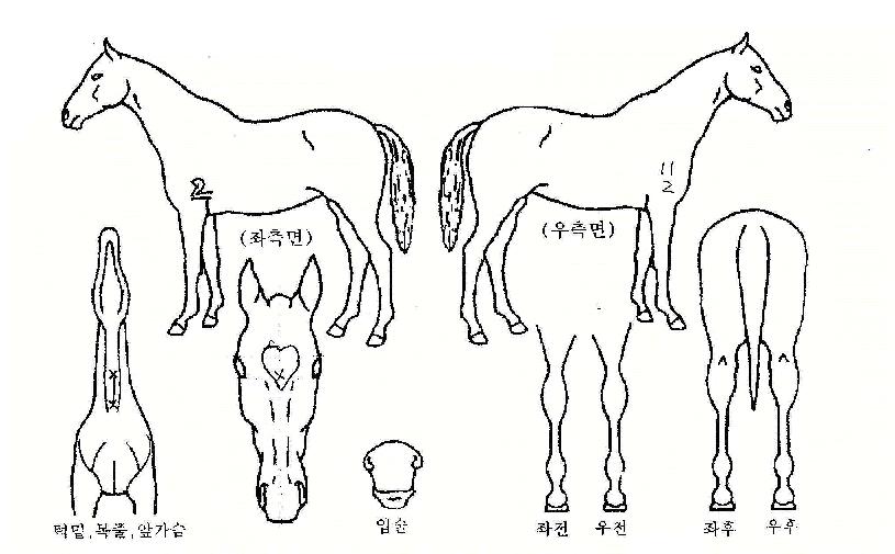 �ƿ������� ����,���,�޸�,�λ�,�ٸ��� Ư¡����