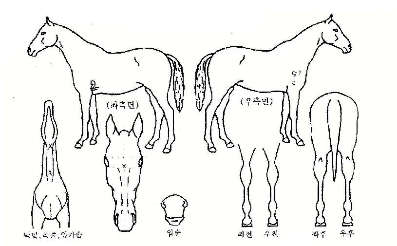 �ξ⸶��ƾ�� ����,���,�޸�,�λ�,�ٸ��� Ư¡����