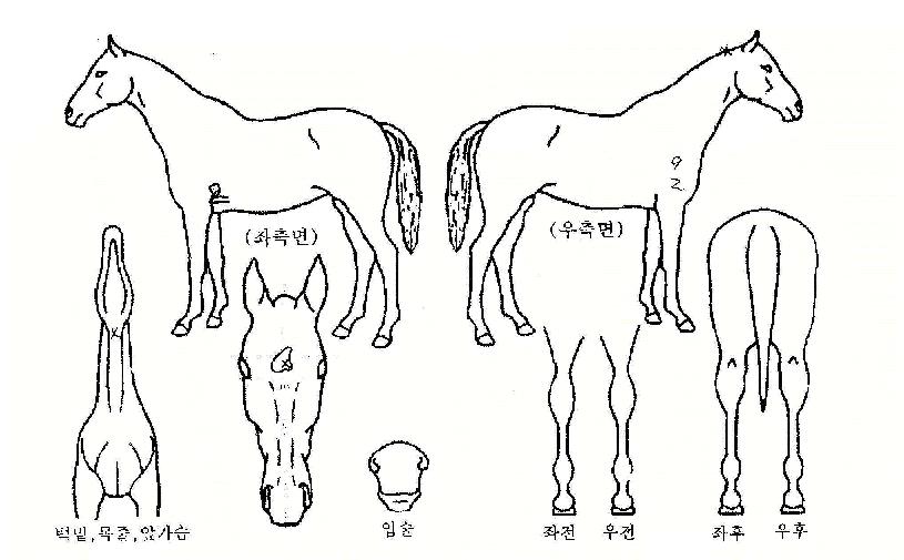õ³âÁ¦¿ÕÀÇ Ãø¸é,¿ì¸é,µÞ¸é,µÎ»ó,´Ù¸®ÀÇ Æ¯Â¡µµÇØ