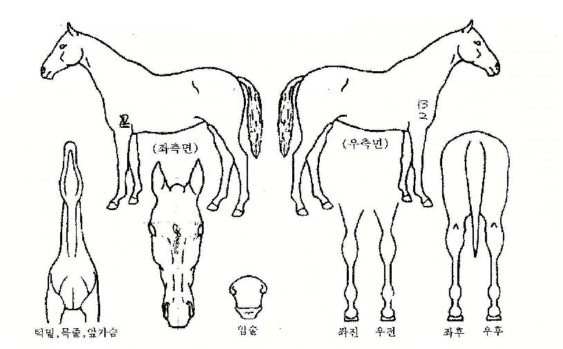Æ÷¿¡Æ½·¯³ÊÀÇ Ãø¸é,¿ì¸é,µÞ¸é,µÎ»ó,´Ù¸®ÀÇ Æ¯Â¡µµÇØ