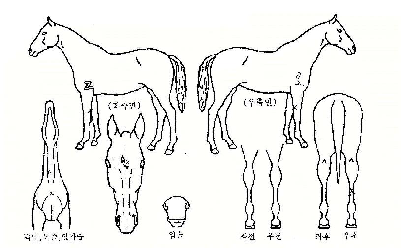 ����ǳ�� ����,���,�޸�,�λ�,�ٸ��� Ư¡����