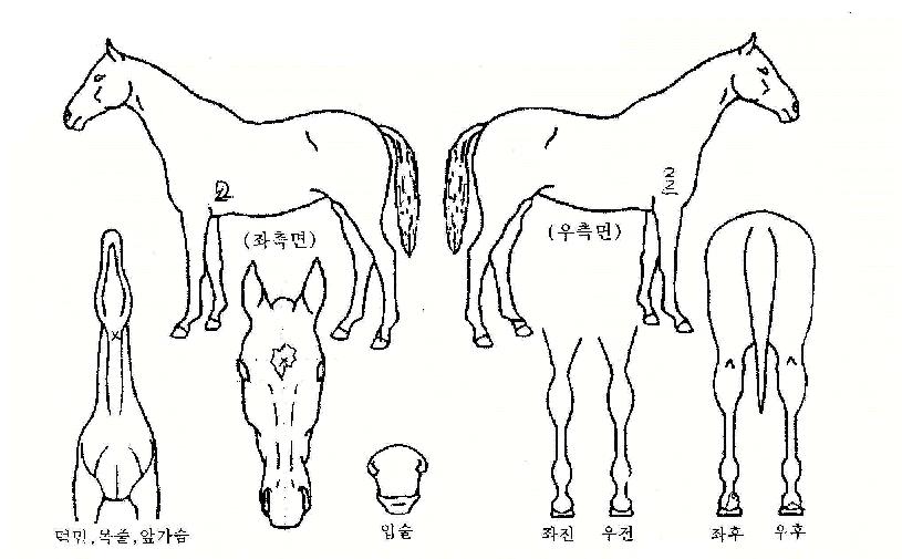 ±×·¹ÀÕÇÁ¸°½ºÀÇ Ãø¸é,¿ì¸é,µÞ¸é,µÎ»ó,´Ù¸®ÀÇ Æ¯Â¡µµÇØ