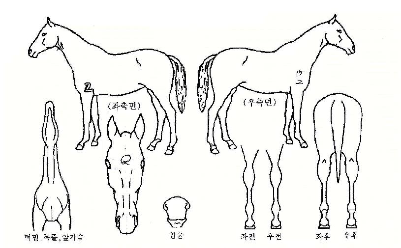´çõÀÇ Ãø¸é,¿ì¸é,µÞ¸é,µÎ»ó,´Ù¸®ÀÇ Æ¯Â¡µµÇØ