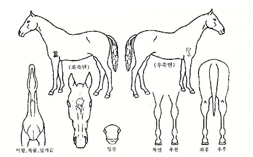 �츮���������� ����,���,�޸�,�λ�,�ٸ��� Ư¡����