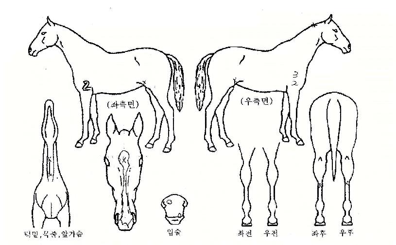 �����ǹ��� ����,���,�޸�,�λ�,�ٸ��� Ư¡����