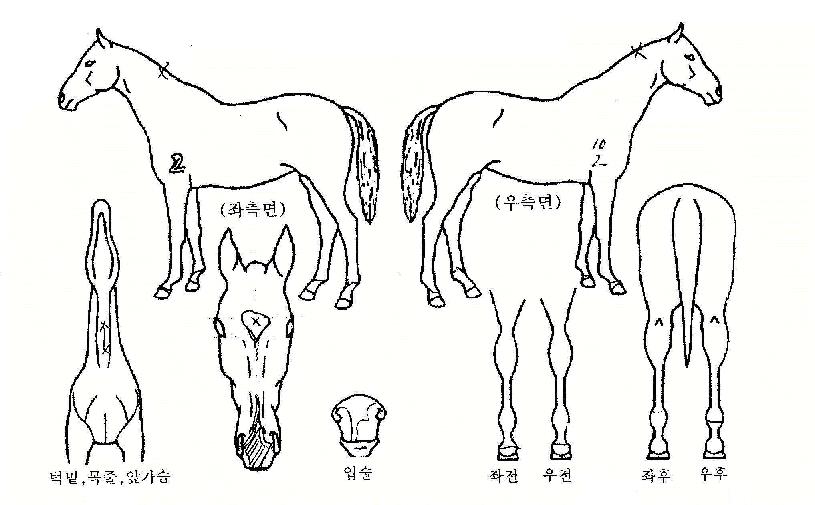 °¥À½ÀÌÀÇ Ãø¸é,¿ì¸é,µÞ¸é,µÎ»ó,´Ù¸®ÀÇ Æ¯Â¡µµÇØ