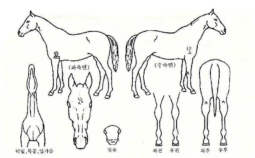 È£±âÀÇ Ãø¸é,¿ì¸é,µÞ¸é,µÎ»ó,´Ù¸®ÀÇ Æ¯Â¡µµÇØ