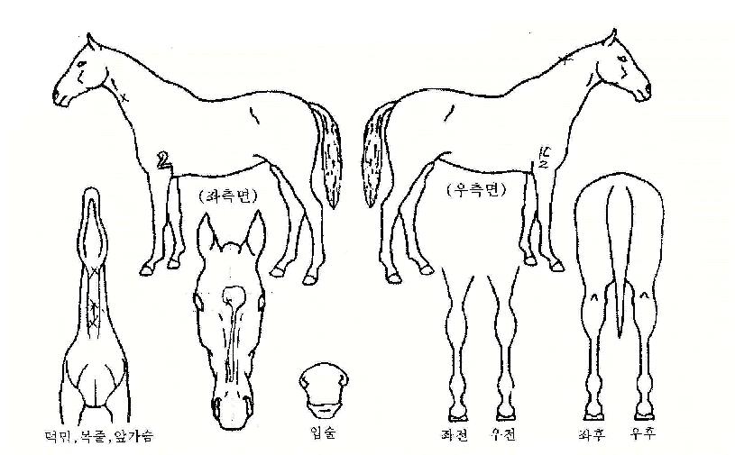 À¯º¹ÀÇ Ãø¸é,¿ì¸é,µÞ¸é,µÎ»ó,´Ù¸®ÀÇ Æ¯Â¡µµÇØ
