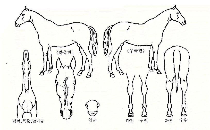 ���������� ����,���,�޸�,�λ�,�ٸ��� Ư¡����