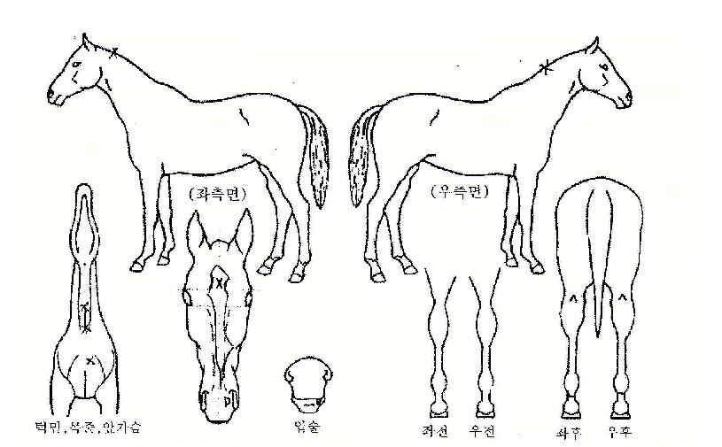 ³ªÀ̽º¼¦ÀÇ Ãø¸é,¿ì¸é,µÞ¸é,µÎ»ó,´Ù¸®ÀÇ Æ¯Â¡µµÇØ