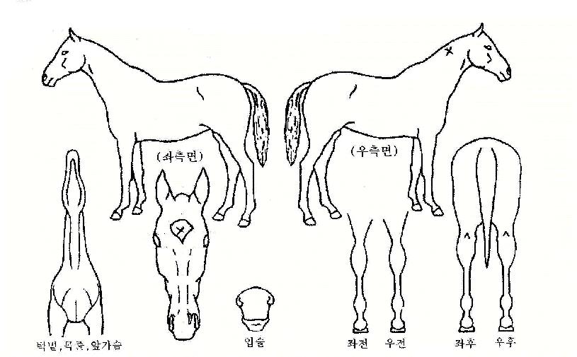 �̺��� ����,���,�޸�,�λ�,�ٸ��� Ư¡����