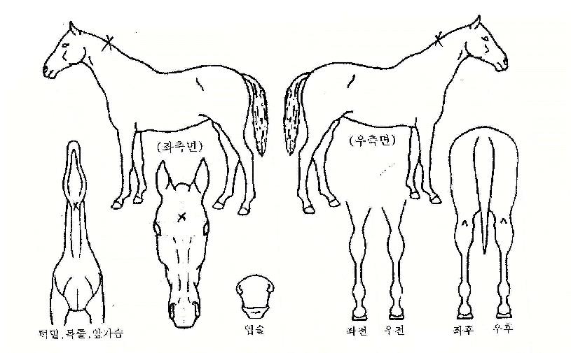 Ȳ�ݹ����� ����,���,�޸�,�λ�,�ٸ��� Ư¡����