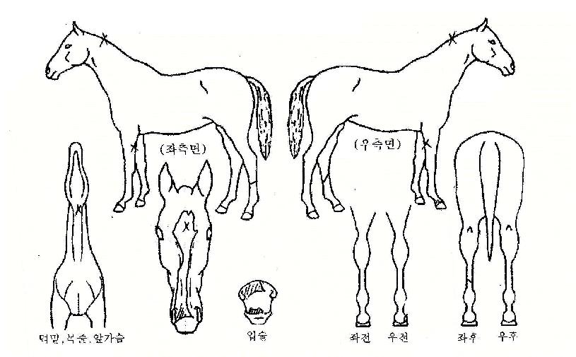 ¹éÈ£¸ÍÀåÀÇ Ãø¸é,¿ì¸é,µÞ¸é,µÎ»ó,´Ù¸®ÀÇ Æ¯Â¡µµÇØ