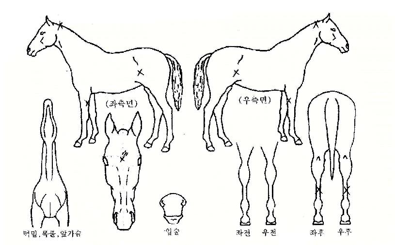 ºê·¹ÇÁ´Ï·¹À̵ðÀÚ¸¶ÀÇ Ãø¸é,¿ì¸é,µÞ¸é,µÎ»ó,´Ù¸®ÀÇ Æ¯Â¡µµÇØ