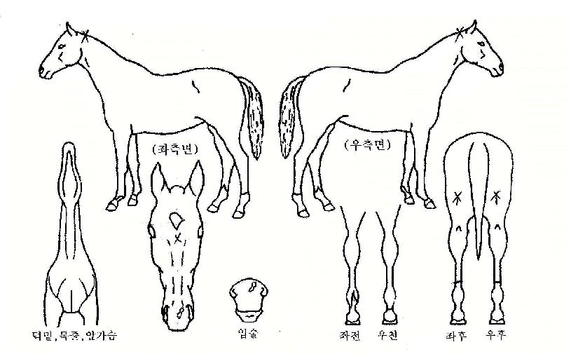 ¾ÆÀÏ·£µåij½ºÄÉÀ̵åÀÚ¸¶ÀÇ Ãø¸é,¿ì¸é,µÞ¸é,µÎ»ó,´Ù¸®ÀÇ Æ¯Â¡µµÇØ