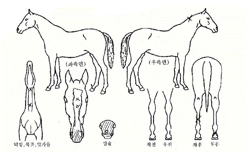 Ư±ÞÁúÁÖÀÇ Ãø¸é,¿ì¸é,µÞ¸é,µÎ»ó,´Ù¸®ÀÇ Æ¯Â¡µµÇØ
