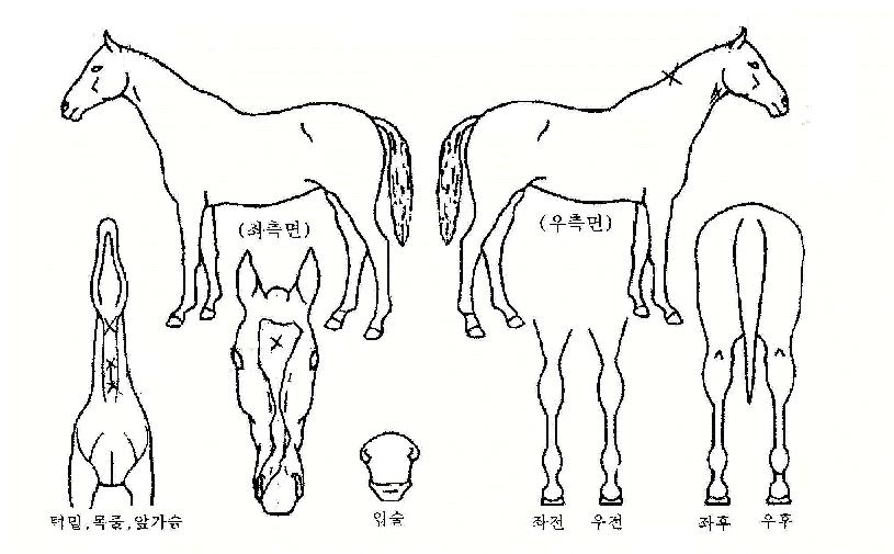 �Ƹ��ٿ�Ҹ��� ����,���,�޸�,�λ�,�ٸ��� Ư¡����