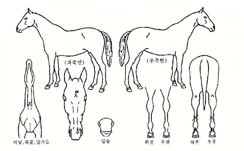 ÀüõÈÄÀÇ Ãø¸é,¿ì¸é,µÞ¸é,µÎ»ó,´Ù¸®ÀÇ Æ¯Â¡µµÇØ