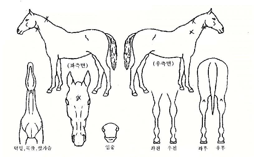 À¯Äܺ£À̺êÀÚ¸¶ÀÇ Ãø¸é,¿ì¸é,µÞ¸é,µÎ»ó,´Ù¸®ÀÇ Æ¯Â¡µµÇØ