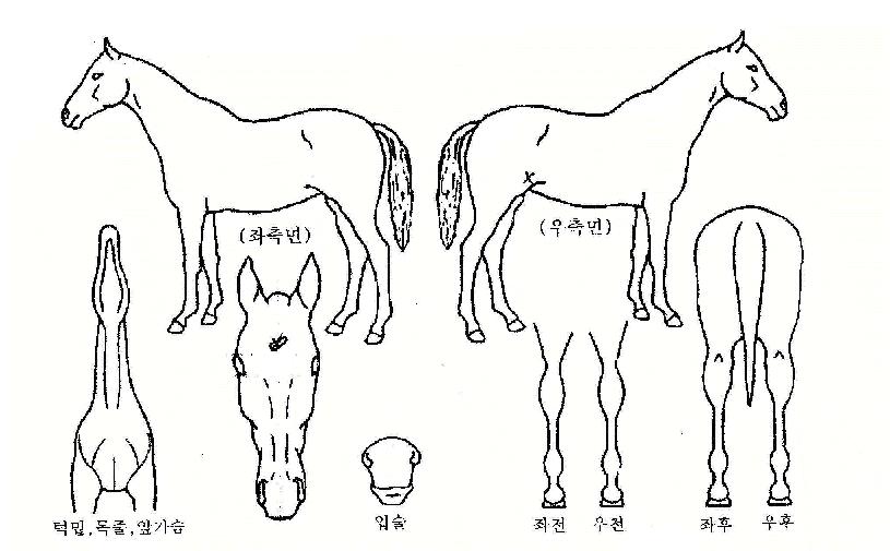 ��۹̼��� ����,���,�޸�,�λ�,�ٸ��� Ư¡����