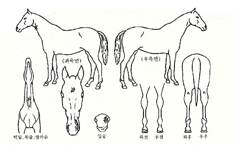 °üÅëÀÇ Ãø¸é,¿ì¸é,µÞ¸é,µÎ»ó,´Ù¸®ÀÇ Æ¯Â¡µµÇØ