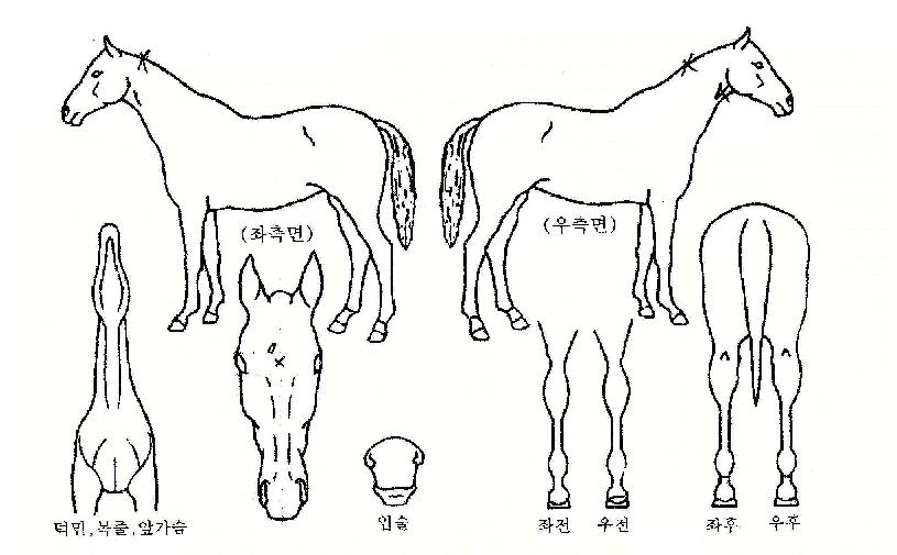õ´ë»êÀÇ Ãø¸é,¿ì¸é,µÞ¸é,µÎ»ó,´Ù¸®ÀÇ Æ¯Â¡µµÇØ