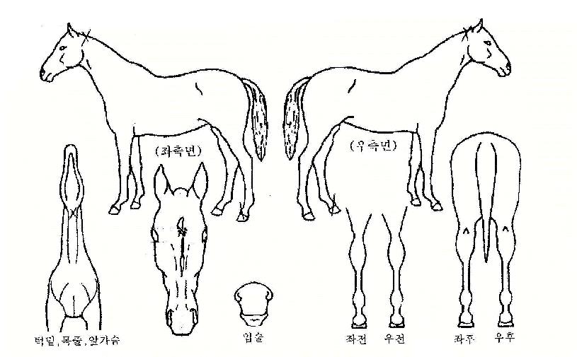 ±Ý°´ë±³ÀÇ Ãø¸é,¿ì¸é,µÞ¸é,µÎ»ó,´Ù¸®ÀÇ Æ¯Â¡µµÇØ