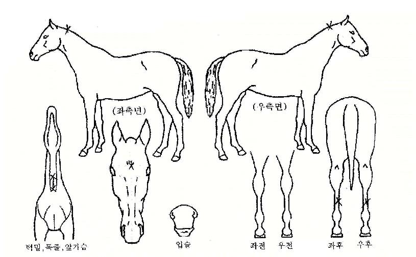 ·¹ÀÌÀú¿øÀÇ Ãø¸é,¿ì¸é,µÞ¸é,µÎ»ó,´Ù¸®ÀÇ Æ¯Â¡µµÇØ