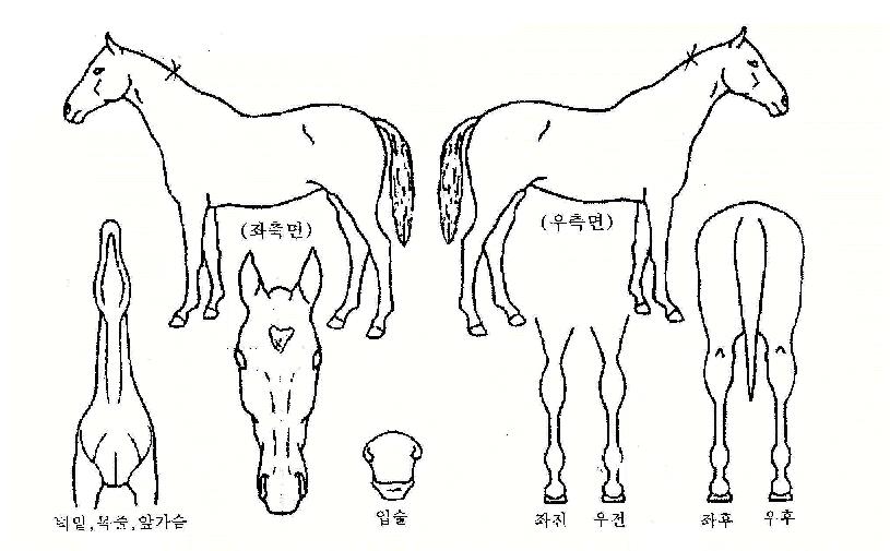 »óÅÇÑÀÇ Ãø¸é,¿ì¸é,µÞ¸é,µÎ»ó,´Ù¸®ÀÇ Æ¯Â¡µµÇØ