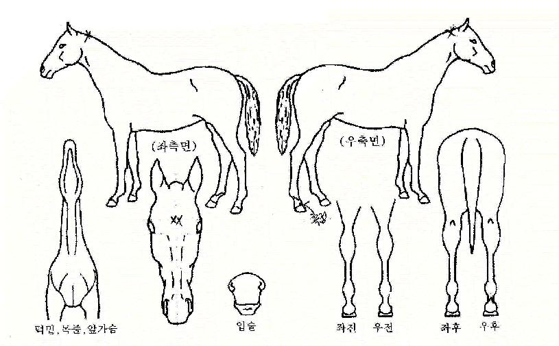 �۴޺��� ����,���,�޸�,�λ�,�ٸ��� Ư¡����