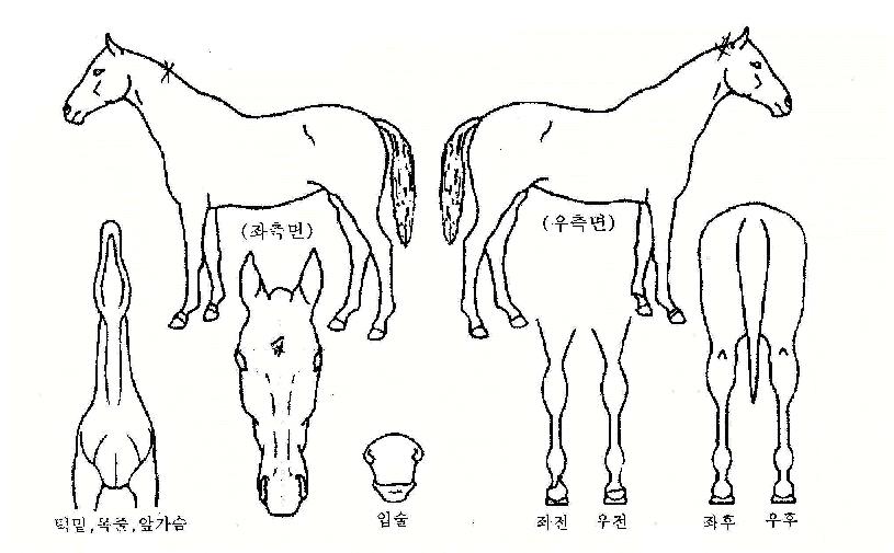 �������ǵ��� ����,���,�޸�,�λ�,�ٸ��� Ư¡����