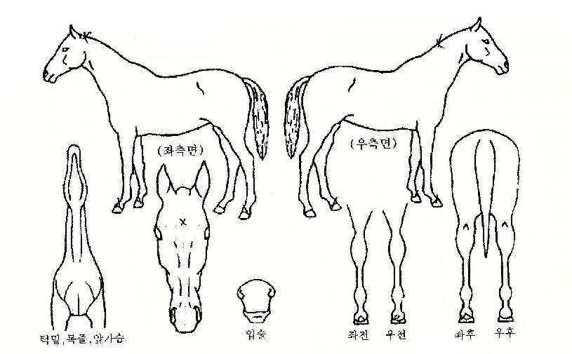 ������ ����,���,�޸�,�λ�,�ٸ��� Ư¡����