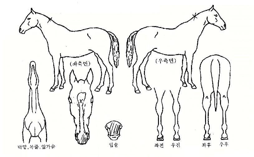 ⿵´ëµÎÀÇ Ãø¸é,¿ì¸é,µÞ¸é,µÎ»ó,´Ù¸®ÀÇ Æ¯Â¡µµÇØ