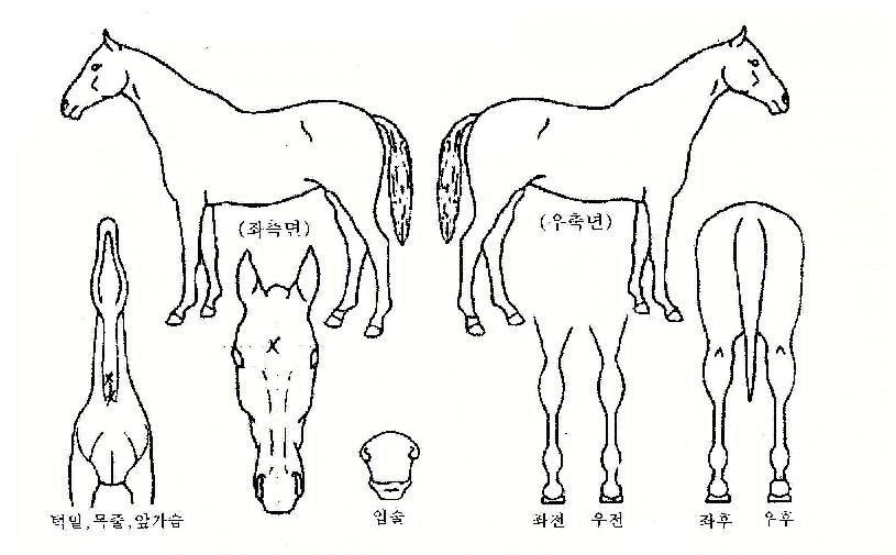 ���ǵ������ ����,���,�޸�,�λ�,�ٸ��� Ư¡����