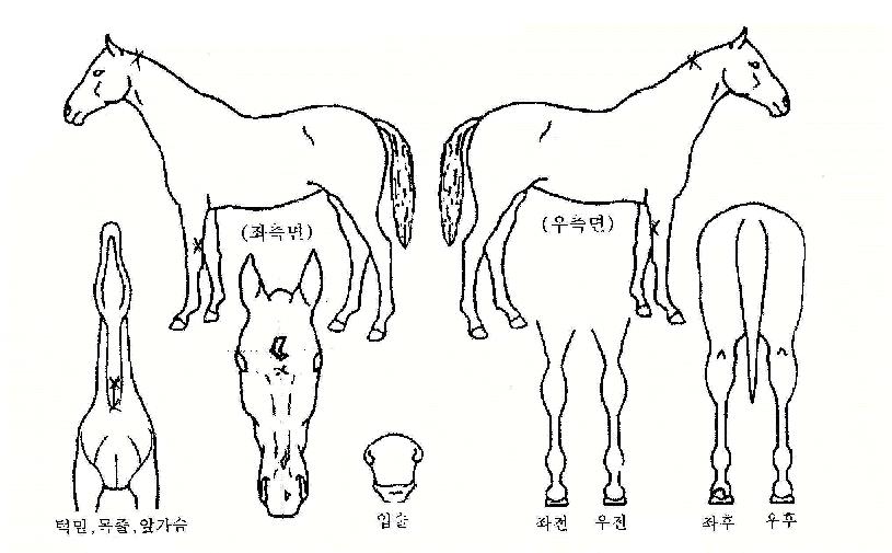 ºÎ»ê¼±ºÀÀÇ Ãø¸é,¿ì¸é,µÞ¸é,µÎ»ó,´Ù¸®ÀÇ Æ¯Â¡µµÇØ