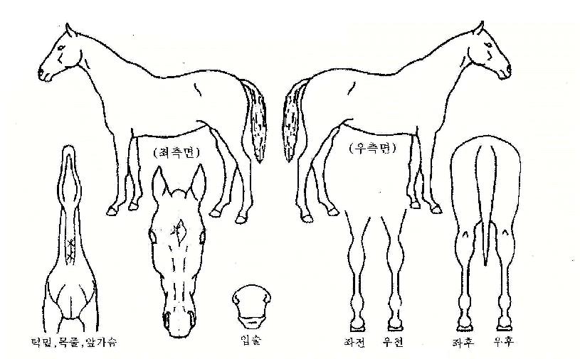 ±Ýºû¿©¿ïÀÇ Ãø¸é,¿ì¸é,µÞ¸é,µÎ»ó,´Ù¸®ÀÇ Æ¯Â¡µµÇØ