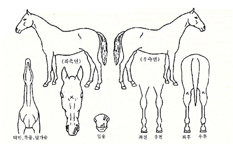 űǼҳàÀÇ Ãø¸é,¿ì¸é,µÞ¸é,µÎ»ó,´Ù¸®ÀÇ Æ¯Â¡µµÇØ