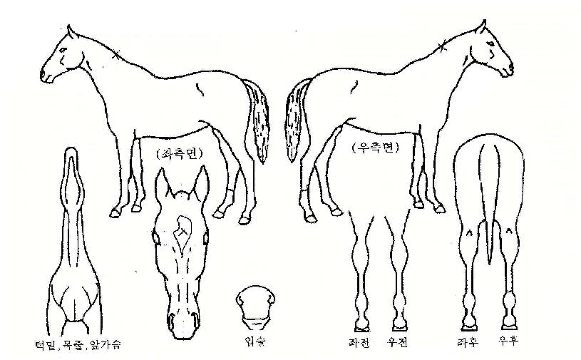 ±×¸°ÇʵåÀÇ Ãø¸é,¿ì¸é,µÞ¸é,µÎ»ó,´Ù¸®ÀÇ Æ¯Â¡µµÇØ