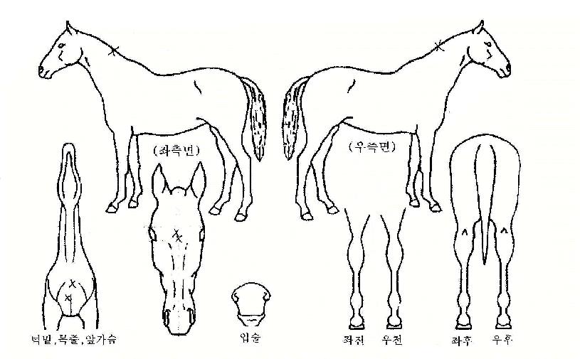 ½ºÇǵå¶óÀÌÆ®ÀÇ Ãø¸é,¿ì¸é,µÞ¸é,µÎ»ó,´Ù¸®ÀÇ Æ¯Â¡µµÇØ